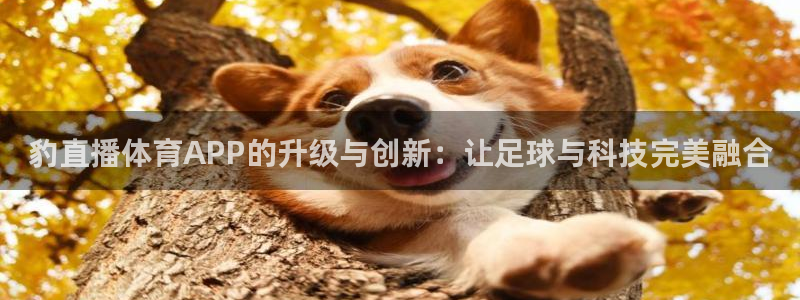 nba直播说球帝在线观看免费：豹直播体育APP的升级与创新：让足球与科技完美融合