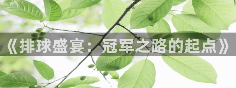 说球帝直播官网：《排球盛宴：冠军之路的起点》